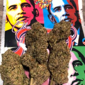 Obama Runtz Marijuana Strain
