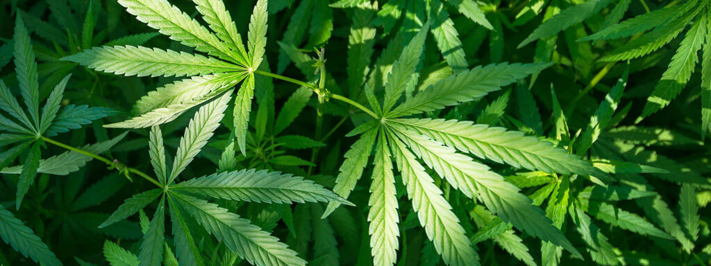 buy weed online